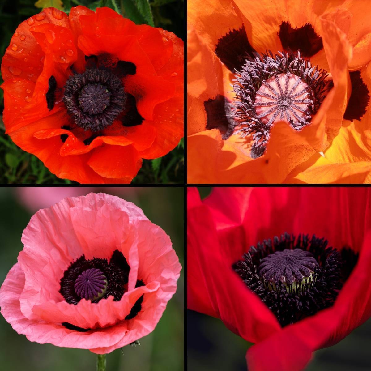Oriental Poppy- Mix